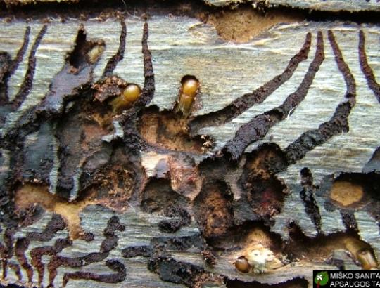 VMT parengė trumpą atmintinę kinivarpų gaudyklių IBL-3 naudojimui 