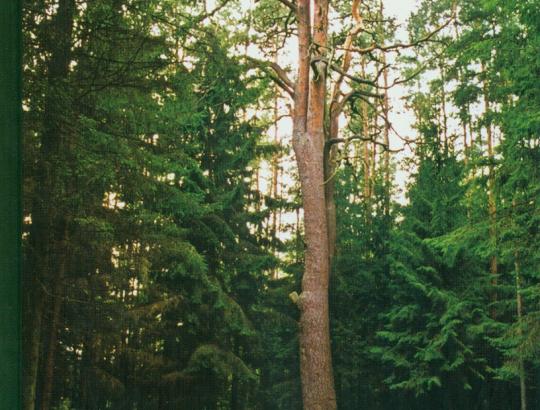 V.Daukševičius: Juos paviliojo Jonavos miškai 