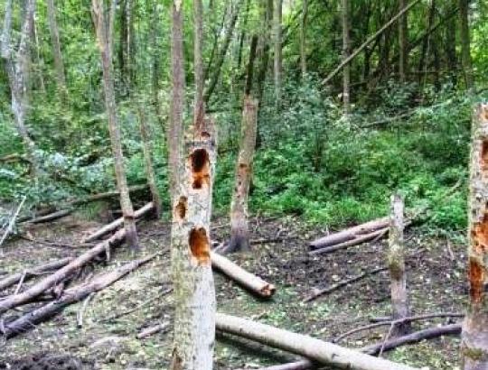 Rezervai racionaliau panaudoti miškuose užaugančią medieną dar neišsemti