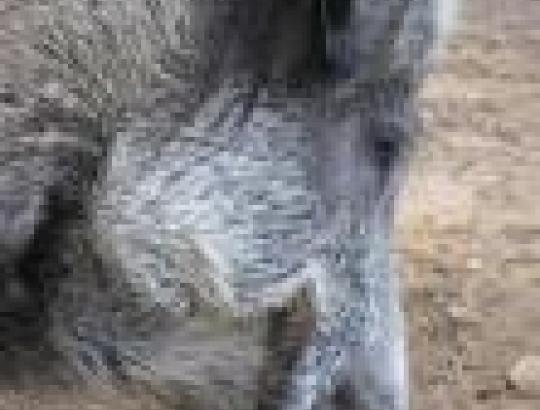 Šimonių girioje gyvenantis prijaukintas šernas Henrikas pritraukia tūkstančius lankytojų