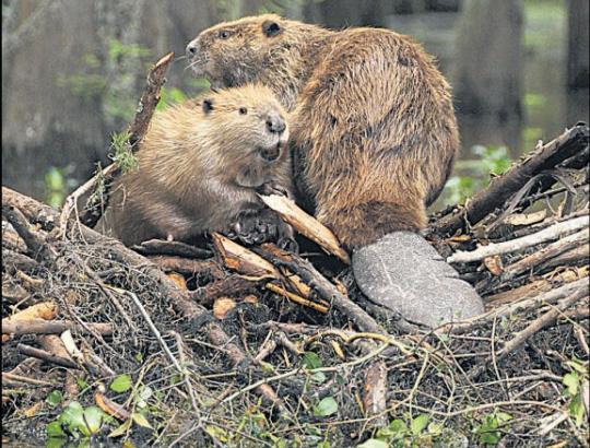 Ką daryti, jei netoliese įsikūrę bebrai daro žalą?