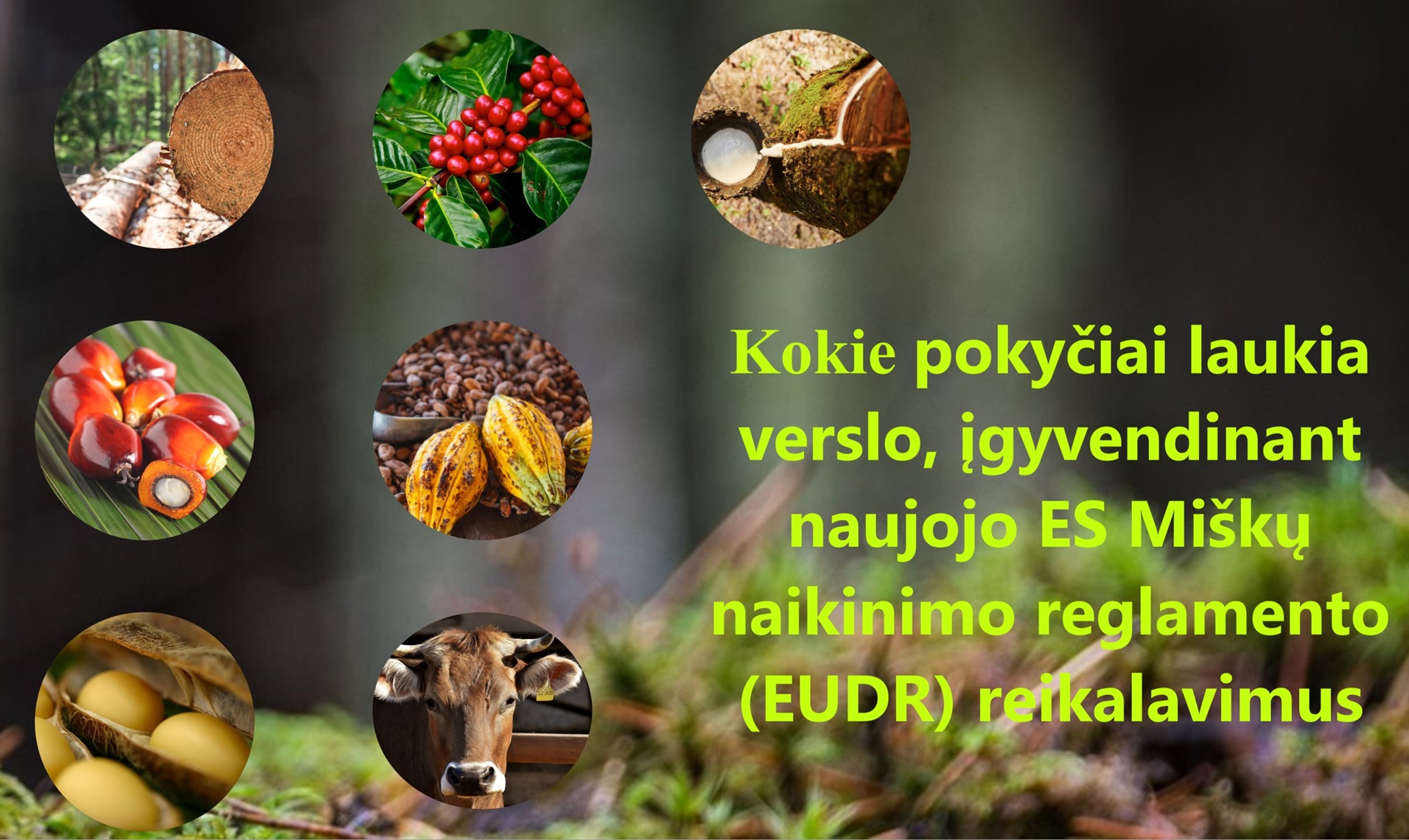 EK 1 metams atideda ES kovos su miškų naikinimu reglamento (EUDR ...